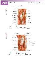Sobotta Atlas of Human Anatomy  Head,Neck,Upper Limb Volume1 2006, page 247
